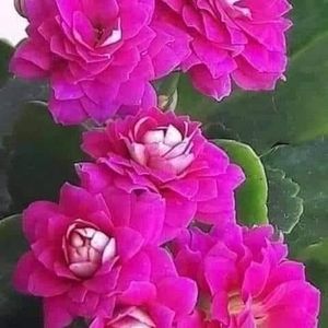 Meet your Posher, Efrain